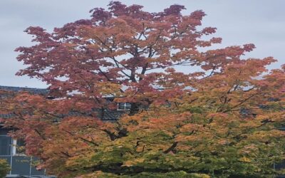 Herbst-Rueckblick 2025