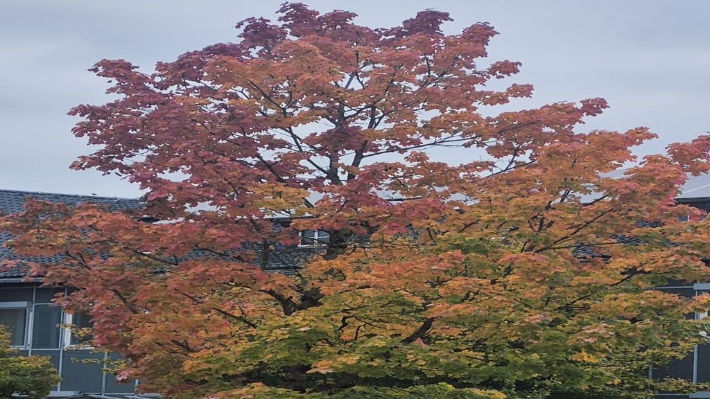 Herbst-Rueckblick 2025