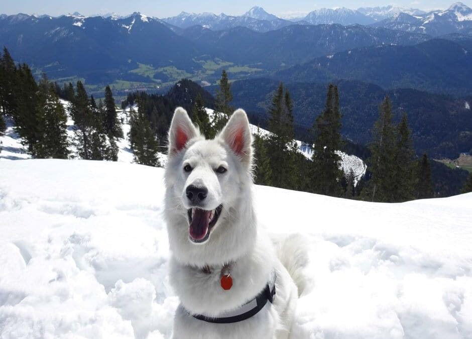 Lucy, unser weisser Schaeferhund im Schnee
