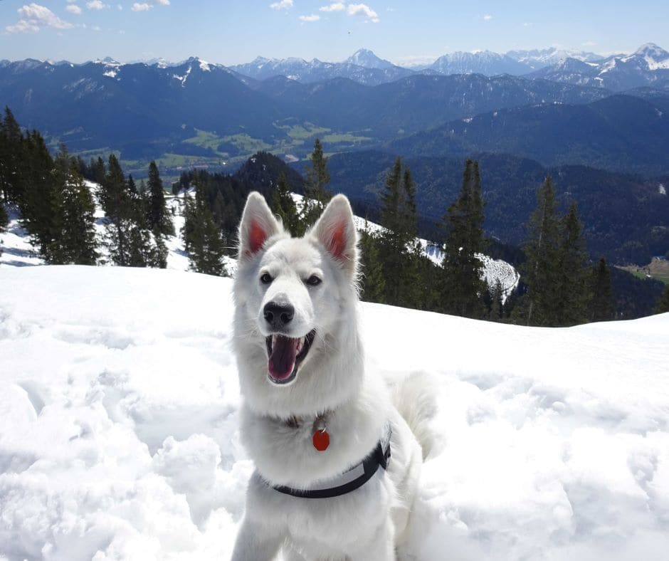 Lucy, unser weisser Schaeferhund im Schnee